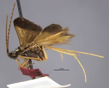 Media type: image;   Entomology 11799 Aspect: habitus lateral view